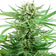 Papi Chulo OG - SENSI SEEDS | TanieSianie.pl
