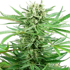 Papi Chulo OG - SENSI SEEDS | TanieSianie.pl