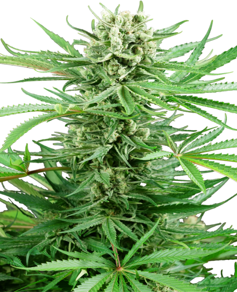 Papi Chulo OG - SENSI SEEDS | TanieSianie.pl