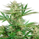 Malibu OG Gold - SENSI SEEDS | TanieSianie.pl