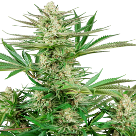 Malibu OG Gold - SENSI SEEDS | TanieSianie.pl
