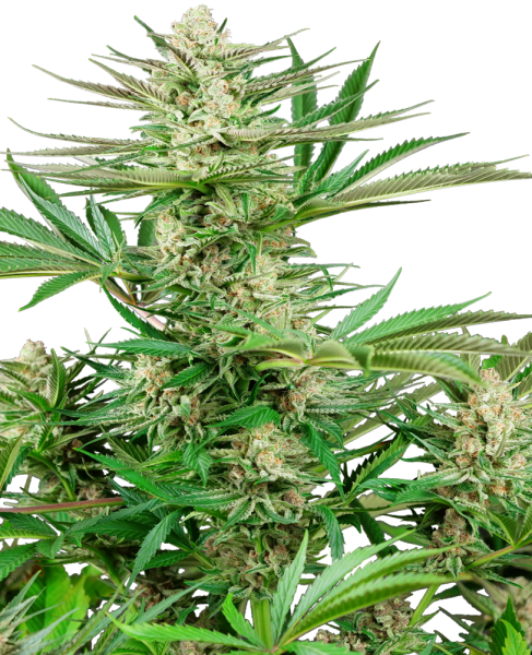 Malibu OG Gold - SENSI SEEDS | TanieSianie.pl