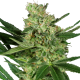 Pumpkin Spice - SENSI SEEDS | TanieSianie.pl