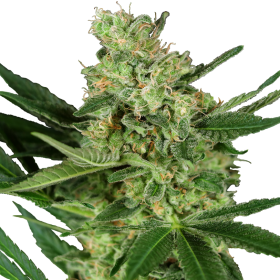 Pumpkin Spice - SENSI SEEDS | TanieSianie.pl