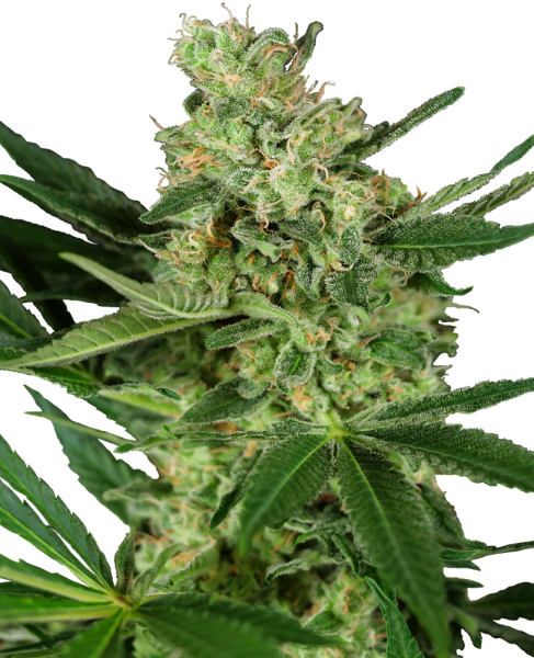 Pumpkin Spice - SENSI SEEDS | TanieSianie.pl
