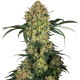 Aloha OG - SENSI SEEDS | TanieSianie.pl