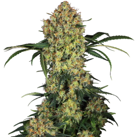 Aloha OG - SENSI SEEDS | TanieSianie.pl