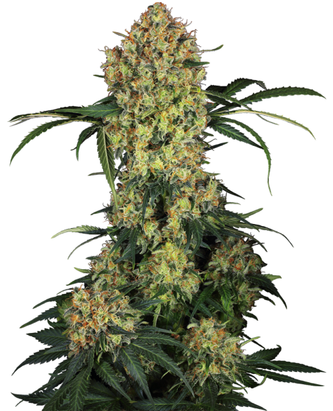 Aloha OG - SENSI SEEDS | TanieSianie.pl
