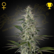 Hawaiian Snow - GREEN HOUSE SEEDS | TanieSianie.pl