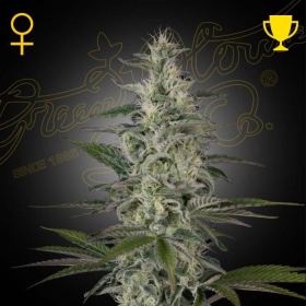 Hawaiian Snow - GREEN HOUSE SEEDS | TanieSianie.pl