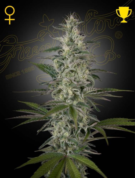 Hawaiian Snow - GREEN HOUSE SEEDS | TanieSianie.pl