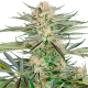 Screwdriver OG - SENSI SEEDS | TanieSianie.pl