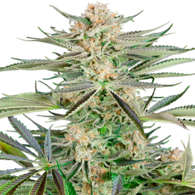 Screwdriver OG - SENSI SEEDS | TanieSianie.pl