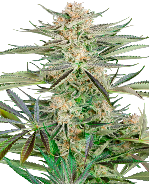 Screwdriver OG - SENSI SEEDS | TanieSianie.pl