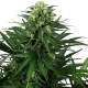 Honey Melon Kush - SENSI SEEDS | TanieSianie.pl