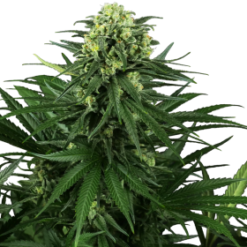 Honey Melon Kush - SENSI SEEDS | TanieSianie.pl