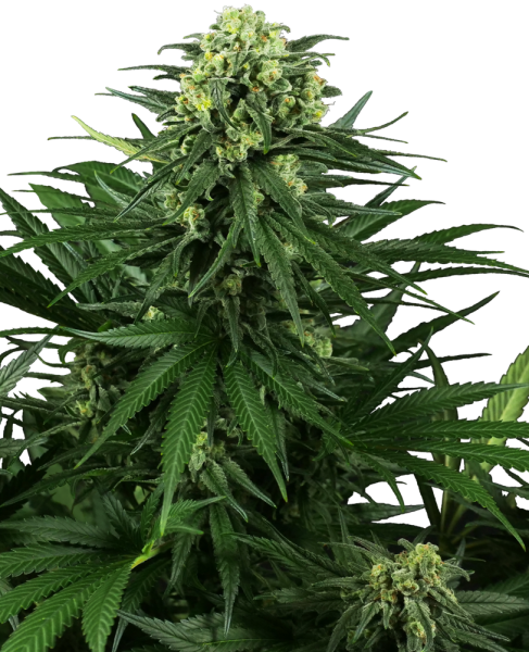 Honey Melon Kush - SENSI SEEDS | TanieSianie.pl