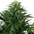 Honey Melon Kush - SENSI SEEDS