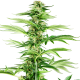Honey Melon Haze - SENSI SEEDS | TanieSianie.pl