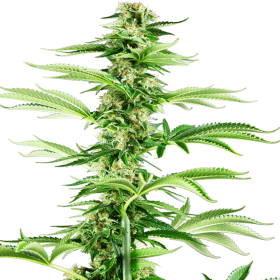 Honey Melon Haze - SENSI SEEDS | TanieSianie.pl