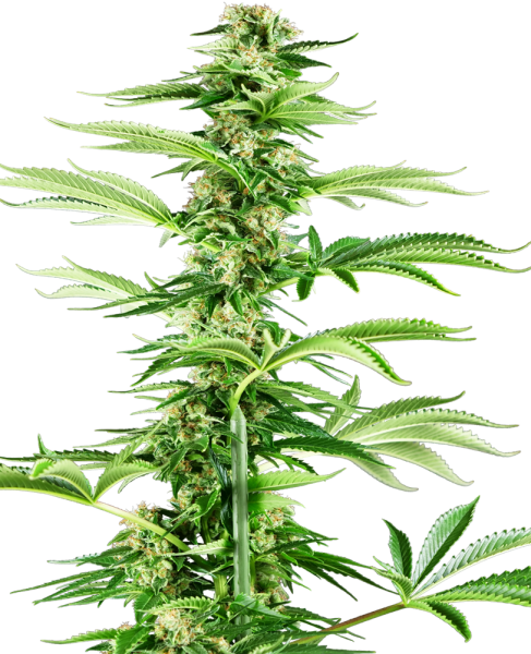 Honey Melon Haze - SENSI SEEDS | TanieSianie.pl