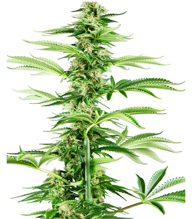 Honey Melon Haze - SENSI SEEDS | TanieSianie.pl