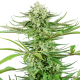 Cashew Kush - SENSI SEEDS | TanieSianie.pl