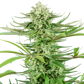 Cashew Kush - SENSI SEEDS | TanieSianie.pl