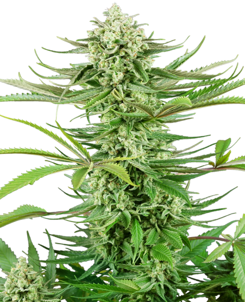 Cashew Kush - SENSI SEEDS | TanieSianie.pl