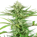 Cashew Kush - SENSI SEEDS