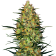 Caramellow Kush Auto - SENSI SEEDS | TanieSianie.pl