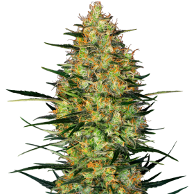 Caramellow Kush Auto - SENSI SEEDS | TanieSianie.pl