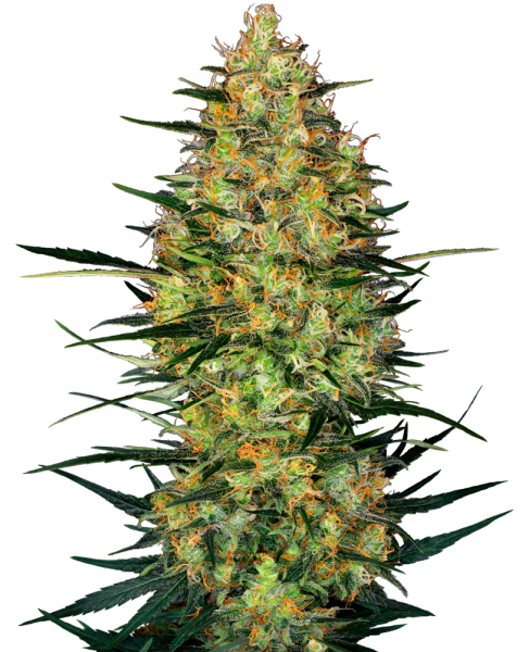 Caramellow Kush Auto - SENSI SEEDS | TanieSianie.pl
