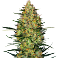 Caramellow Kush Auto - SENSI SEEDS