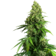Honey Melon Kush Auto - SENSI SEEDS | TanieSianie.pl