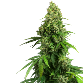 Honey Melon Kush Auto - SENSI SEEDS | TanieSianie.pl