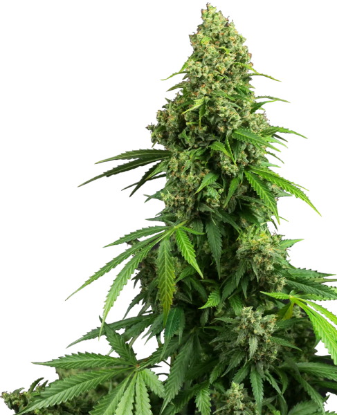 Honey Melon Kush Auto - SENSI SEEDS | TanieSianie.pl