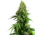 Honey Melon Kush Auto - SENSI SEEDS