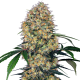 Sensi Amnesia XXL Auto - SENSI SEEDS | TanieSianie.pl