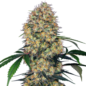 Sensi Amnesia XXL Auto - SENSI SEEDS | TanieSianie.pl