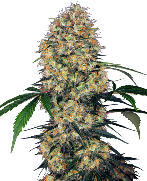 Sensi Amnesia XXL Auto - SENSI SEEDS | TanieSianie.pl