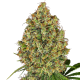 AK-420 - WHITE LABEL | TanieSianie.pl
