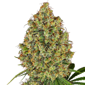 AK-420 - WHITE LABEL | TanieSianie.pl