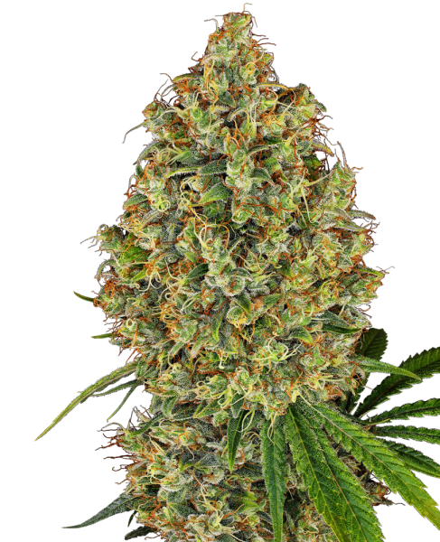 AK-420 - WHITE LABEL | TanieSianie.pl