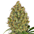 AK-420 - WHITE LABEL