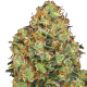 Sweet Tangerine Tango Auto - WHITE LABEL | TanieSianie.pl