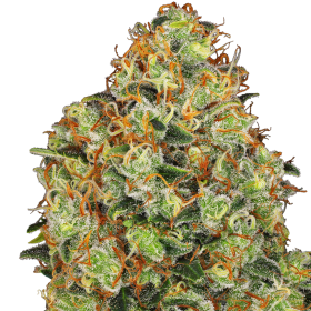 Sweet Tangerine Tango Auto - WHITE LABEL | TanieSianie.pl