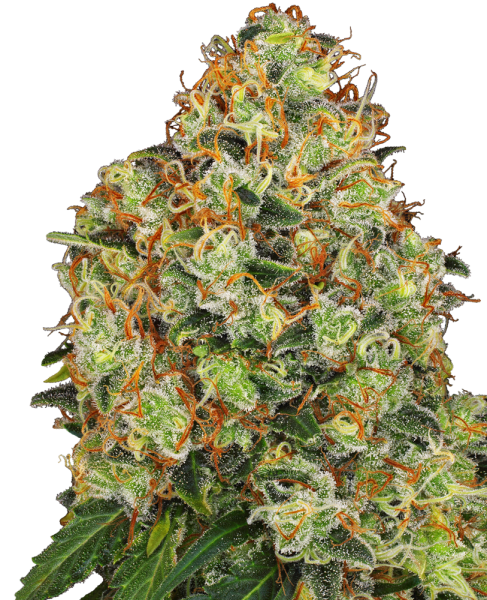 Sweet Tangerine Tango Auto - WHITE LABEL | TanieSianie.pl
