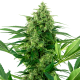 Banana Frosting - SENSI SEEDS | TanieSianie.pl