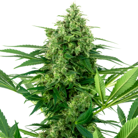 Banana Frosting - SENSI SEEDS | TanieSianie.pl